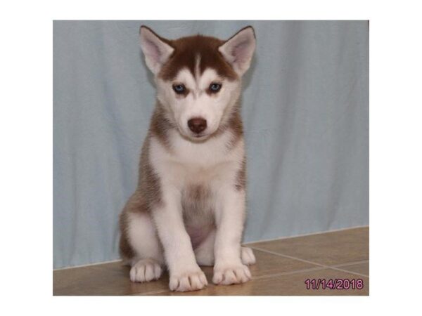 Siberian Husky-DOG-Female-Red / White-5224-Petland Montgomery, Alabama