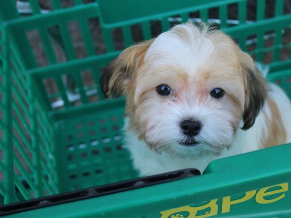 Havanese-DOG-Male-Gold-6105-Petland Montgomery, Alabama